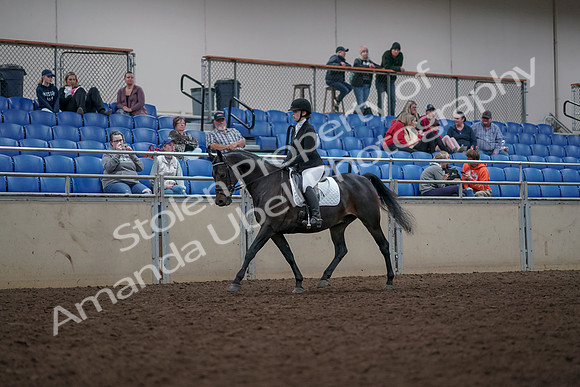 2019 Morgan Horse Show - Aug 31, 2019 - 16633