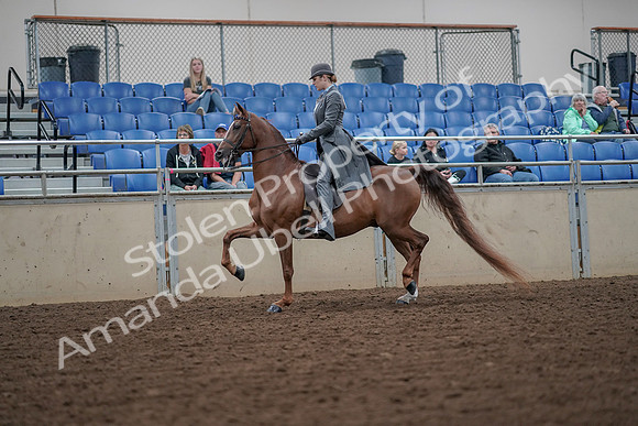 2019 Morgan Horse Show - Aug 30, 2019 - 15456