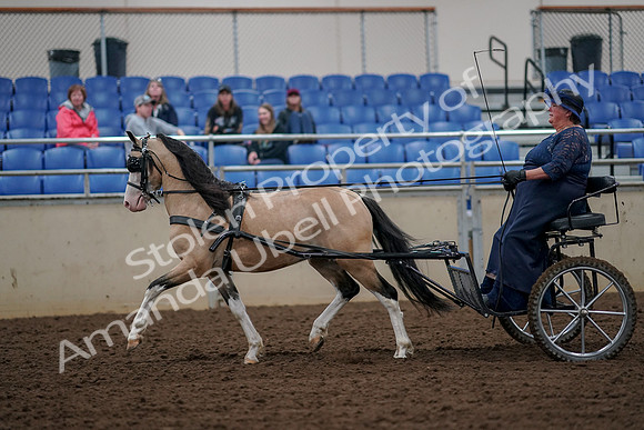 2019 Morgan Horse Show - Aug 30, 2019 - 13224