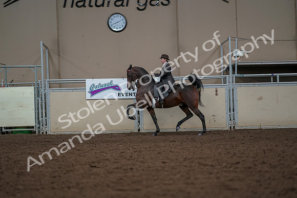 2019 Morgan Horse Show - Aug 30, 2019 - 27904