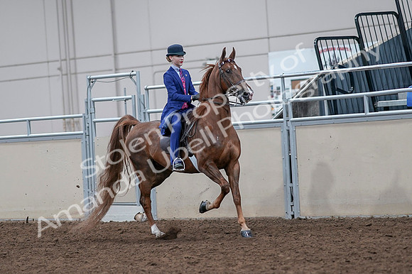 2020 - AB Morgan Horse - Fri, Sept 04 - 05223