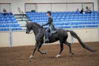 2020 - AB Morgan Horse - Fri, Sept 04 - 05336