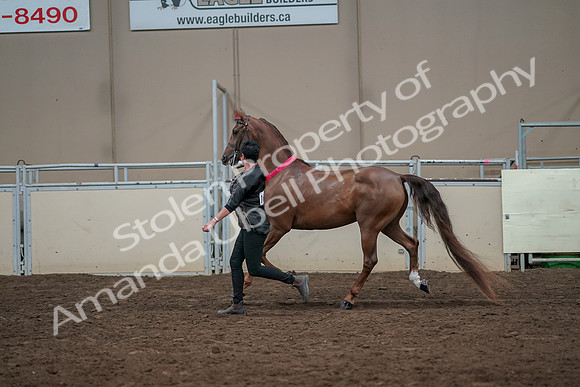 2019 Morgan Horse Show - Aug 31, 2019 - 01465