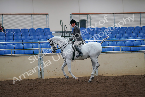 2019 Morgan Horse Show - Aug 30, 2019 - 17451