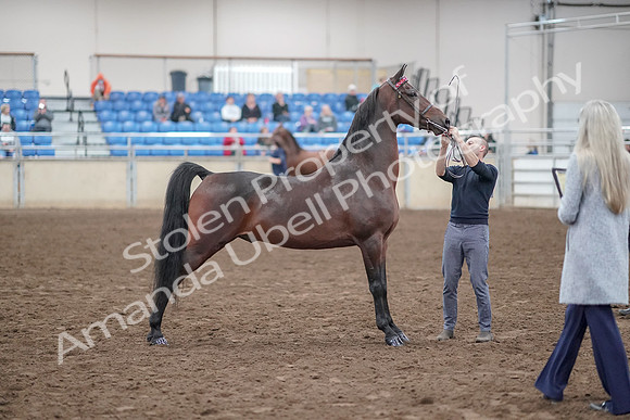 2019 Morgan Horse Show - Aug 31, 2019 - 01365