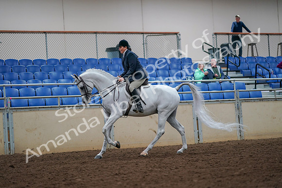 2019 Morgan Horse Show - Aug 30, 2019 - 17406
