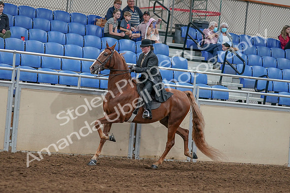2020 - AB Morgan Horse - Fri, Sept 04 - 11444