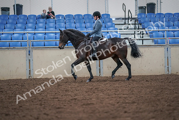 2019 Morgan Horse Show - Aug 30, 2019 - 18426