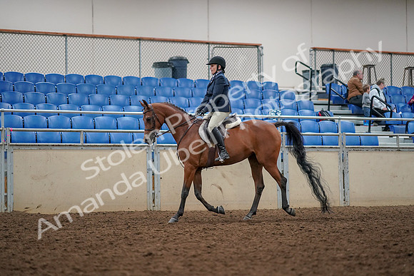 2019 Morgan Horse Show - Aug 30, 2019 - 22247