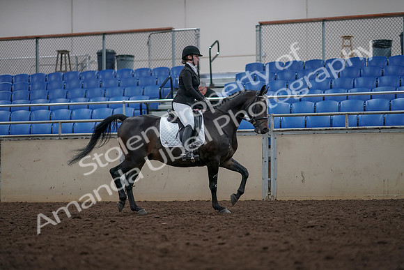 2019 Morgan Horse Show - Aug 31, 2019 - 16725