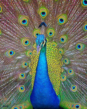 Birds - 029