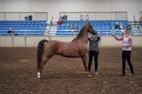 2019 Morgan Horse Show - Aug 31, 2019 - 01333