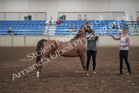 2019 Morgan Horse Show - Aug 31, 2019 - 01333