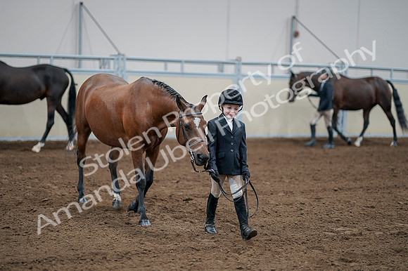 2020 - AB Morgan Horse - Fri, Sept 04 - 00829