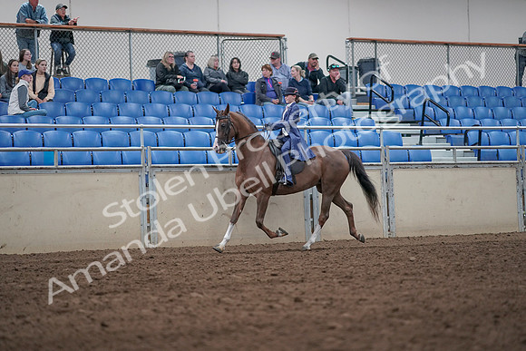 2019 Morgan Horse Show - Aug 31, 2019 - 20439