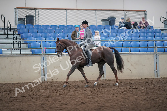 2019 Morgan Horse Show - Aug 31, 2019 - 14930