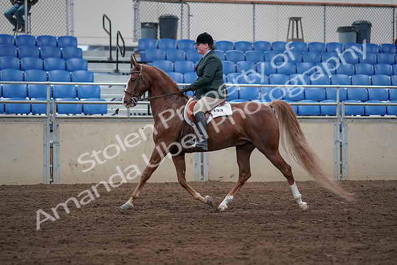 2019 Morgan Horse Show - Sept 01, 2019 - 12189