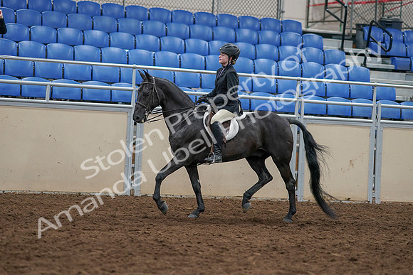 2020 - AB Morgan Horse - Sun, Sept 06 - 07778