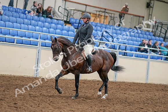 2020 - AB Morgan Horse - Sat, Sept 05 - 14453