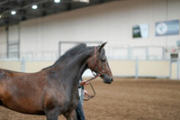 2020 - AB Morgan Horse - Fri, Sept 04 - 08576