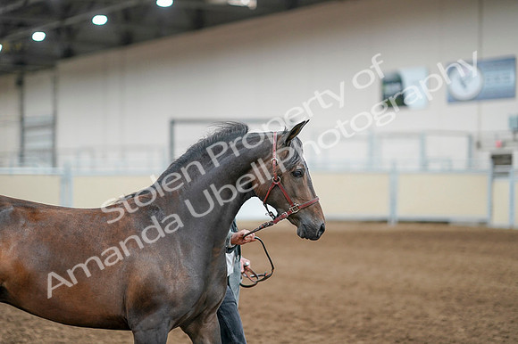 2020 - AB Morgan Horse - Fri, Sept 04 - 08576