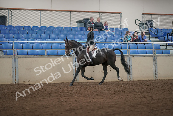 2019 Morgan Horse Show - Aug 31, 2019 - 04945