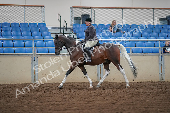 2019 Morgan Horse Show - Aug 30, 2019 - 16217