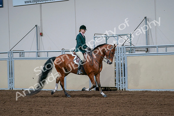 2020 - AB Morgan Horse - Fri, Sept 04 - 01728