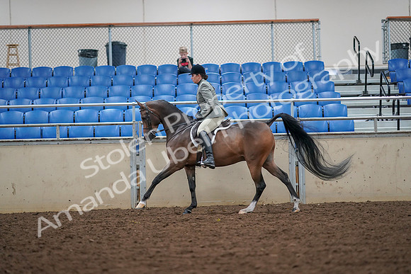 2019 Morgan Horse Show - Aug 30, 2019 - 17390