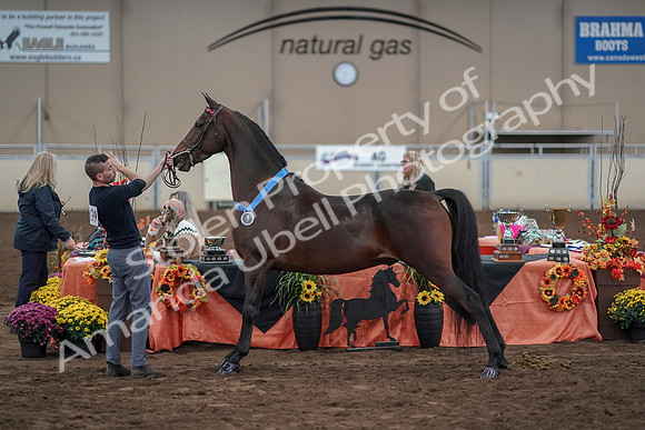 2019 Morgan Horse Show - Aug 31, 2019 - 01427