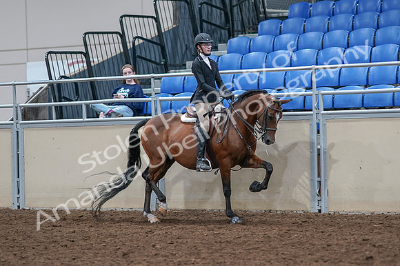 2020 - AB Morgan Horse - Fri, Sept 04 - 06106