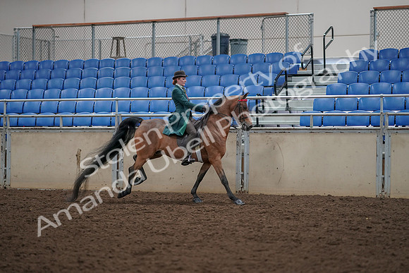 2019 Morgan Horse Show - Aug 30, 2019 - 28179