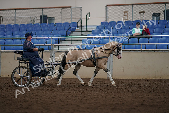 2019 Morgan Horse Show - Aug 31, 2019 - 04434