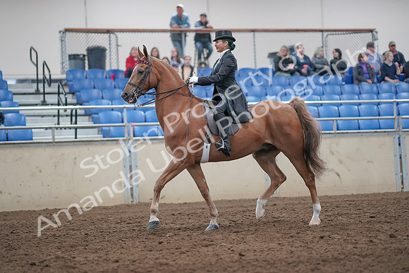 2019 Morgan Horse Show - Aug 31, 2019 - 20553