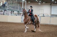2020 - AB Morgan Horse - Fri, Sept 04 - 09500