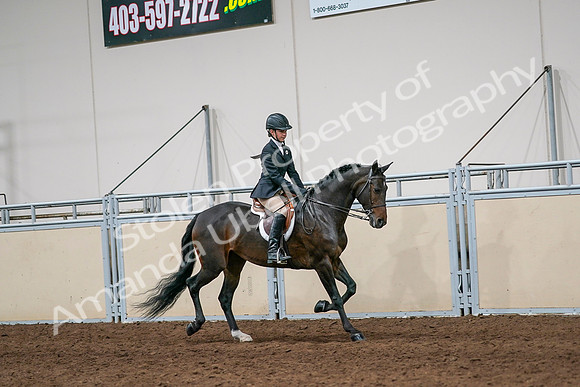 2020 - AB Morgan Horse - Sun, Sept 06 - 08072