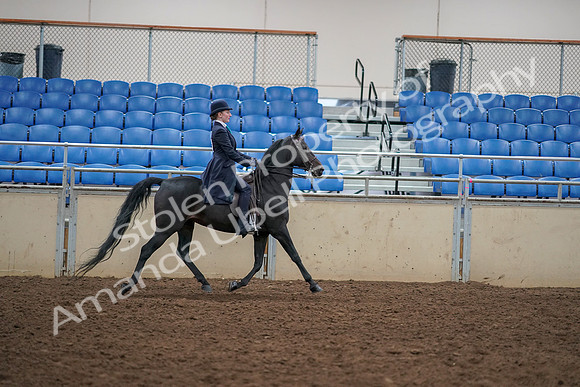 2019 Morgan Horse Show - Aug 30, 2019 - 12393