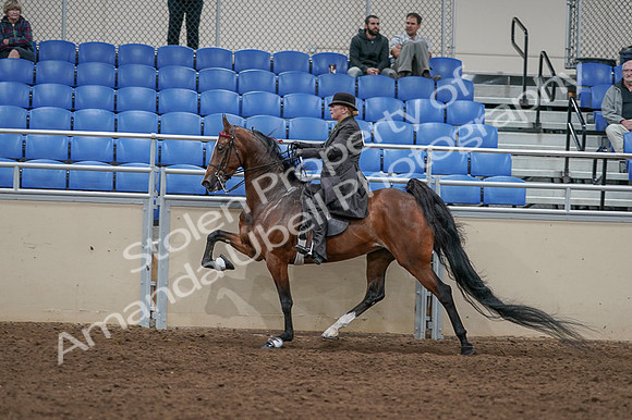 2020 - AB Morgan Horse - Fri, Sept 04 - 09777