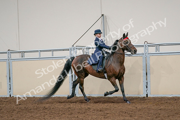 2020 - AB Morgan Horse - Sat, Sept 05 - 04844