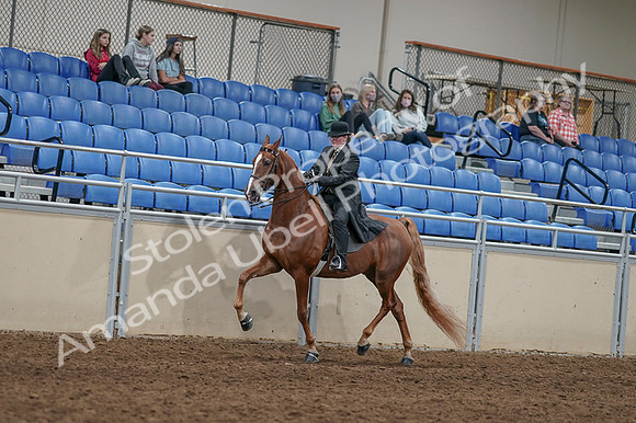 2020 - AB Morgan Horse - Fri, Sept 04 - 11433