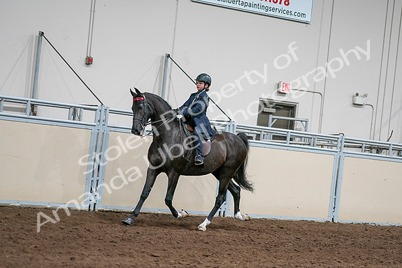 2020 - AB Morgan Horse - Fri, Sept 04 - 03006