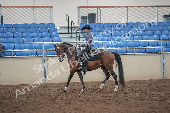 2019 Morgan Horse Show - Aug 31, 2019 - 06040