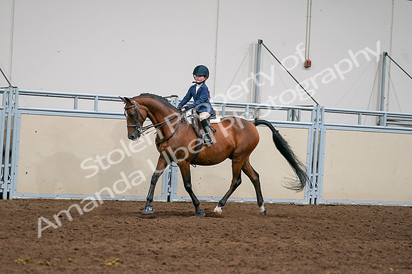 2020 - AB Morgan Horse - Sun, Sept 06 - 08159