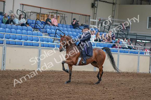 2020 - AB Morgan Horse - Fri, Sept 04 - 11210
