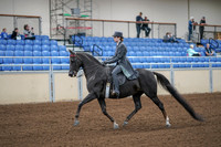 2020 - AB Morgan Horse - Fri, Sept 04 - 05325