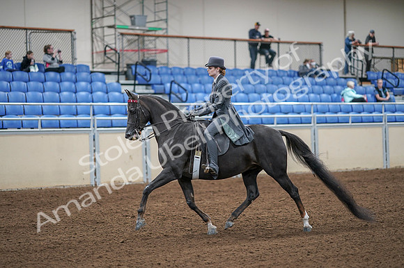 2020 - AB Morgan Horse - Fri, Sept 04 - 05325