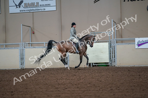 2019 Morgan Horse Show - Aug 30, 2019 - 17516