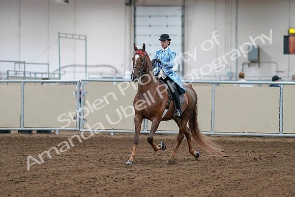 2020 - AB Morgan Horse - Sat, Sept 05 - 06098