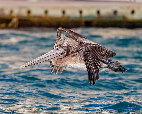 Los Cabo Dec 2018 - 1374