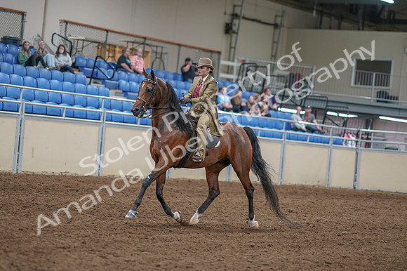 2020 - AB Morgan Horse - Fri, Sept 04 - 11408
